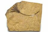Ordovician Fossil Crinoid - Marzane, Morocco #289490-1